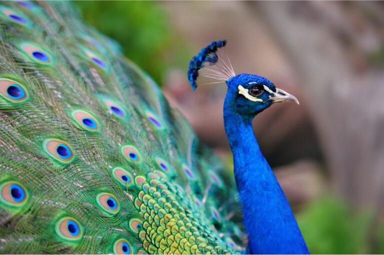 8 Spiritual Meanings of Peacock (Symbolism)