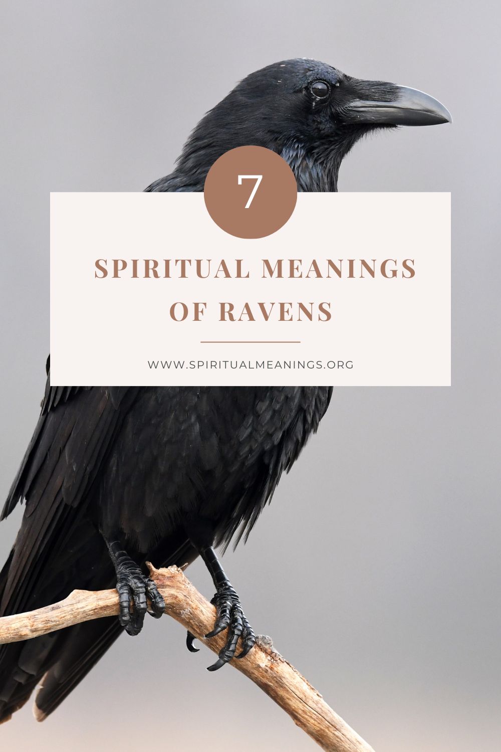 Spiritual Meanings of Ravens