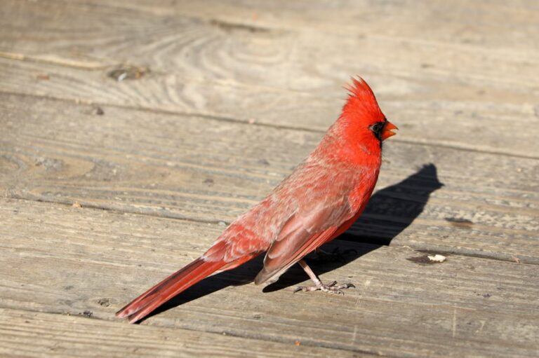 5 Spiritual Meanings of Red Bird (Symbolism)