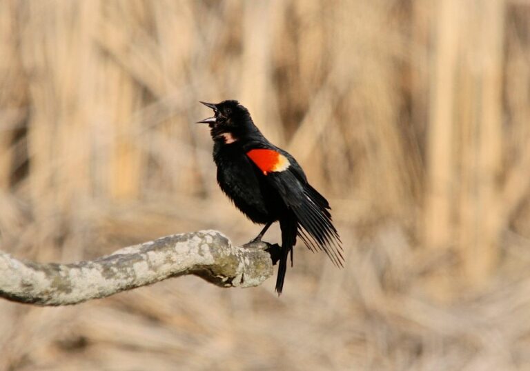 6 Spiritual Meanings of Red Winged Blackbird (Symbolism)