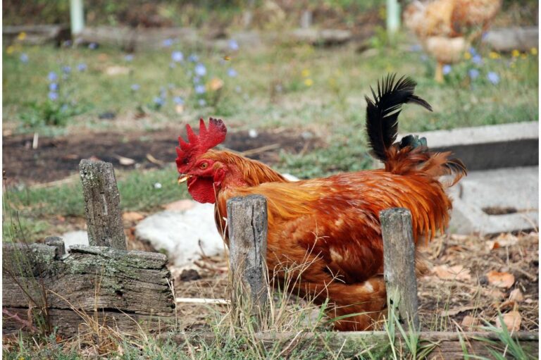 8 Spiritual Meanings of Rooster (Symbolism)