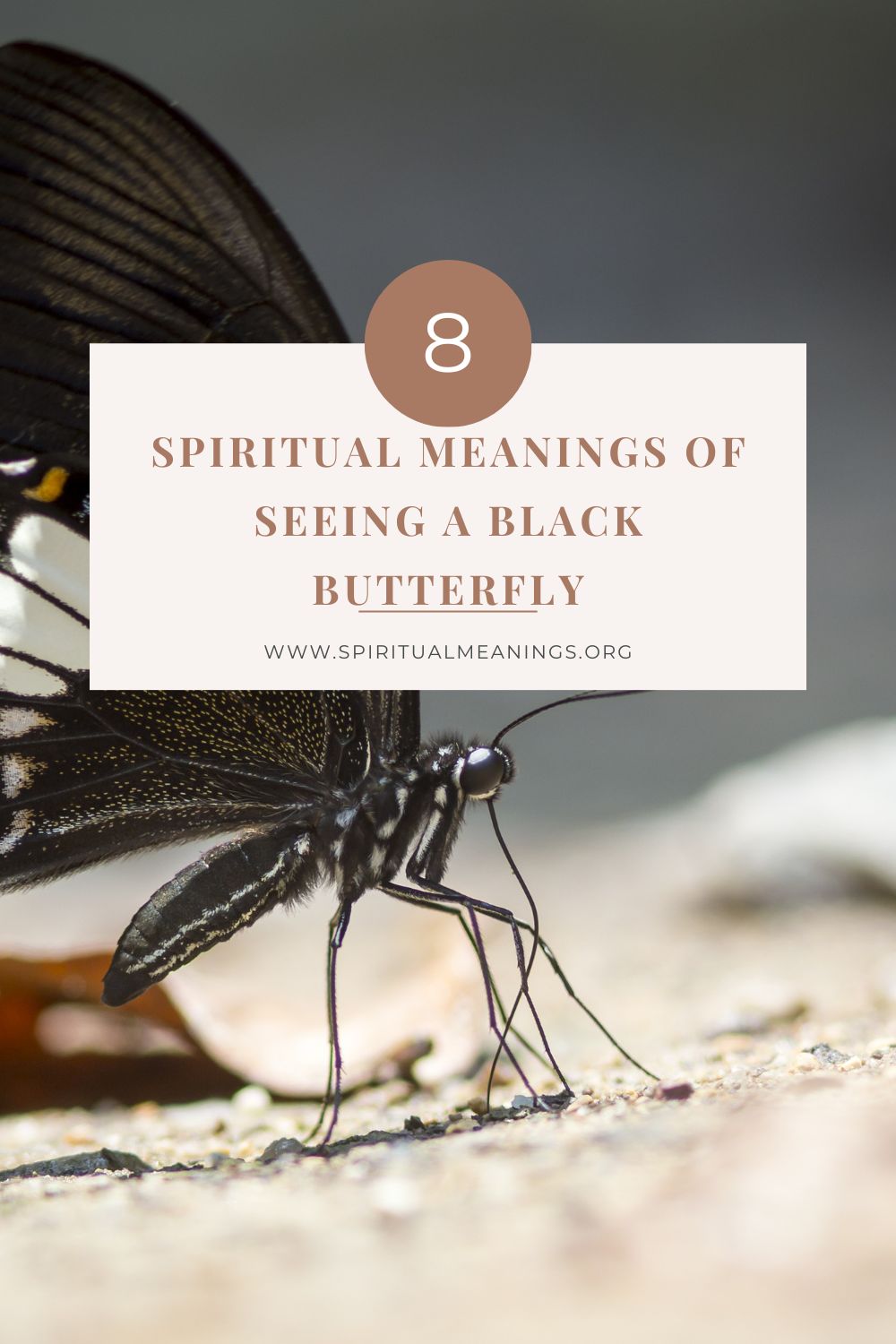 Spiritual Meanings of Seeing A Black Butterfly