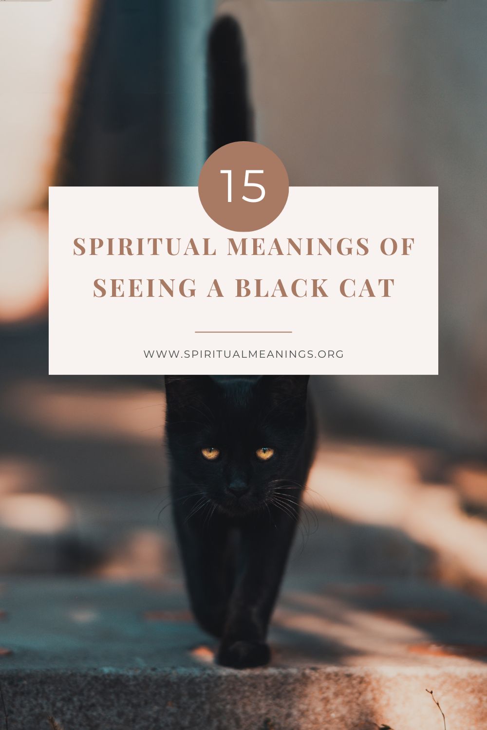 Spiritual Meanings of Seeing A Black Cat
