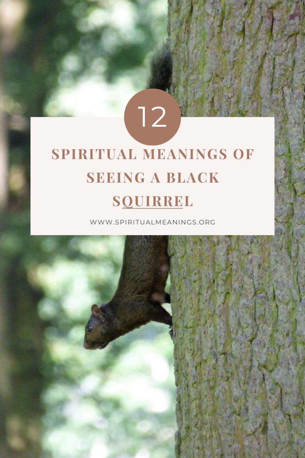 Spiritual Meanings of Seeing A Black Squirrel