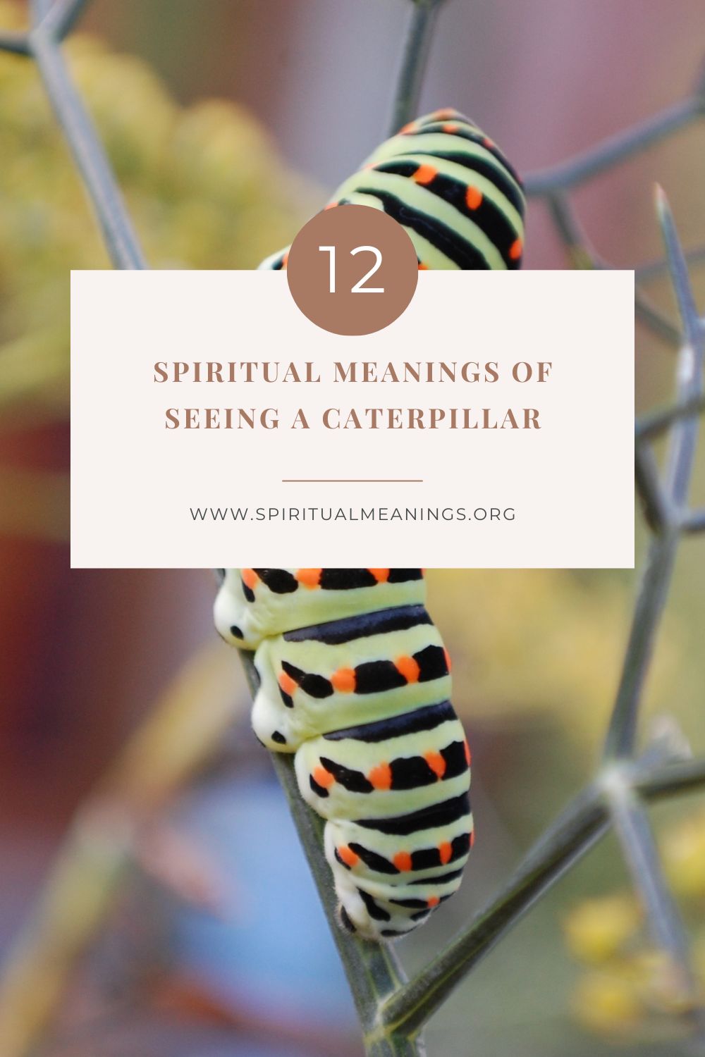 Spiritual Meanings of Seeing A Caterpillar