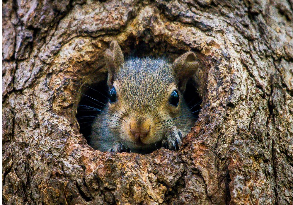 Spiritual Meanings of Seeing A Squirrel?