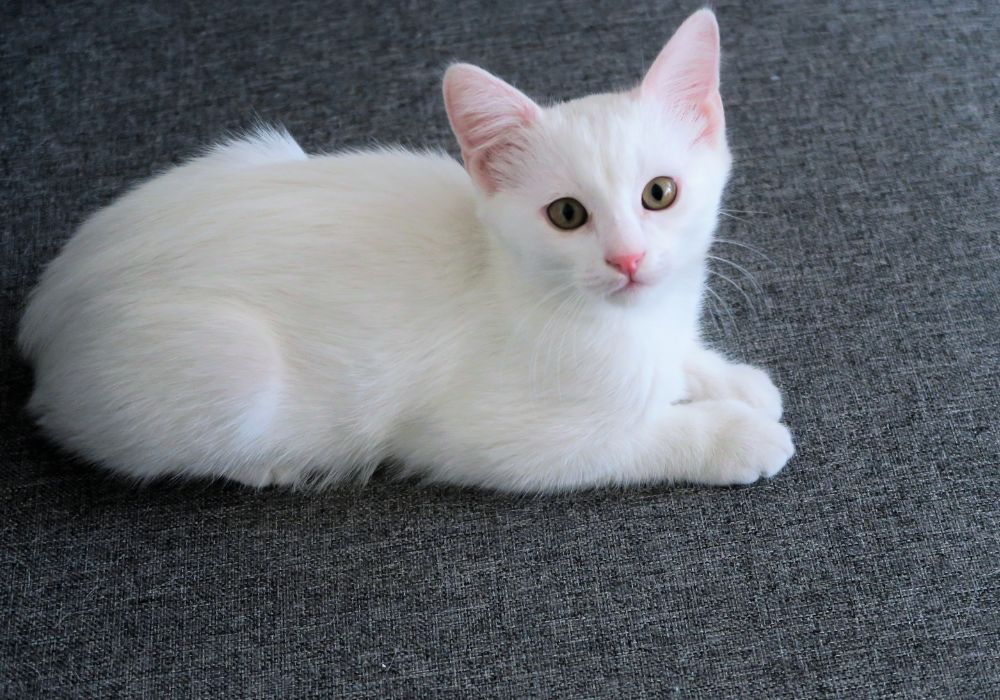 Spiritual Meanings of Seeing A White Cat