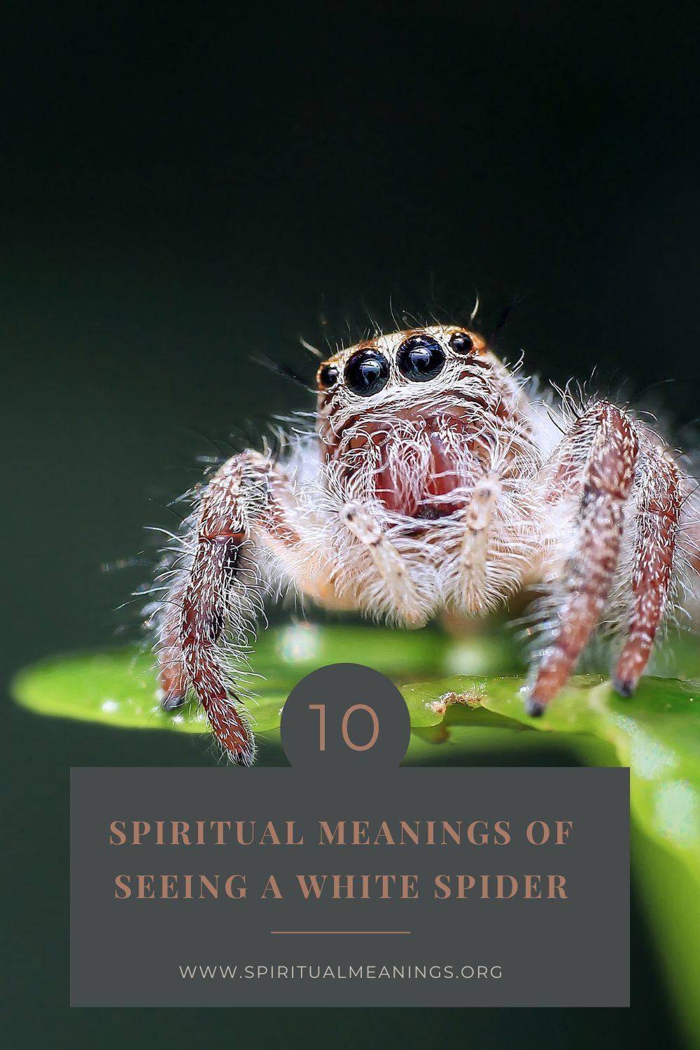 Spiritual Meanings of Seeing A White Spider