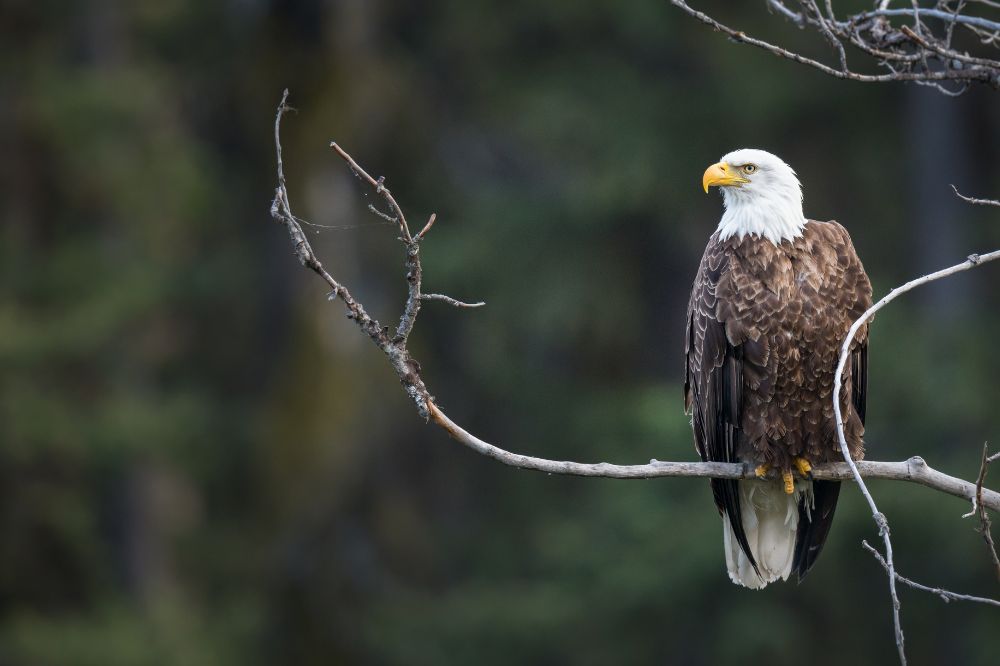 Spiritual Meanings of Seeing An Eagle