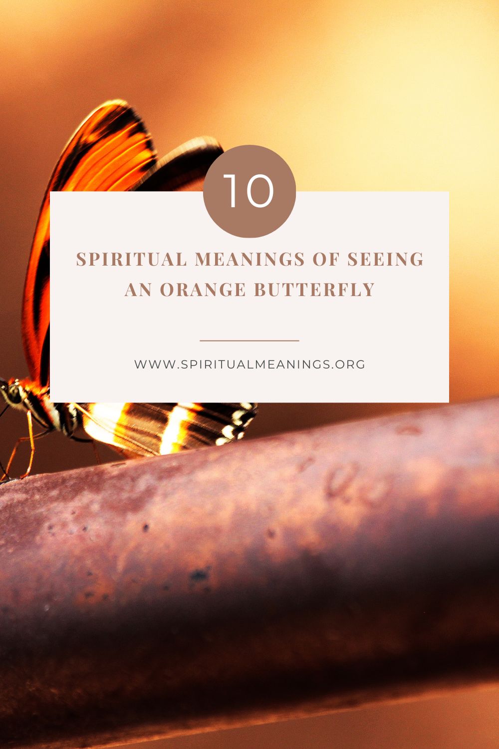 10 Spiritual Meanings of Seeing An Orange Butterfly