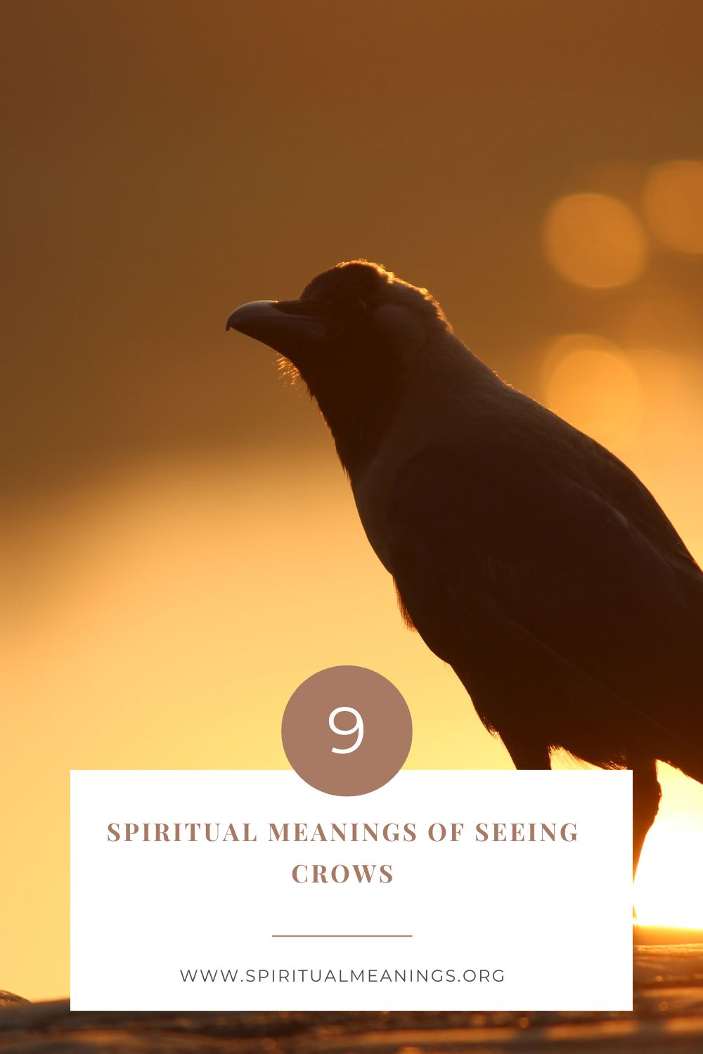 Spiritual Meanings of Seeing Crows