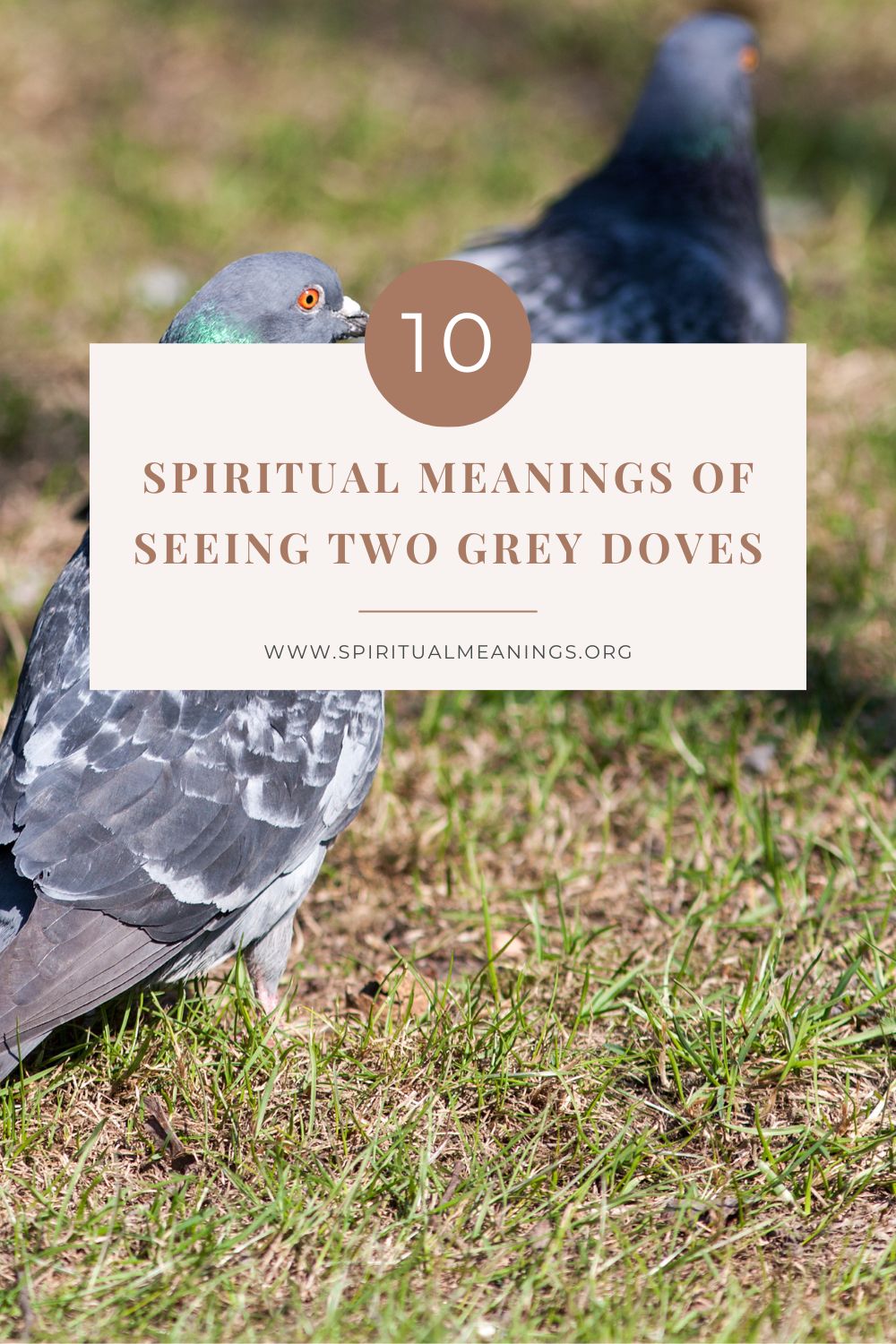 Spiritual Meanings of Seeing Two Grey Doves