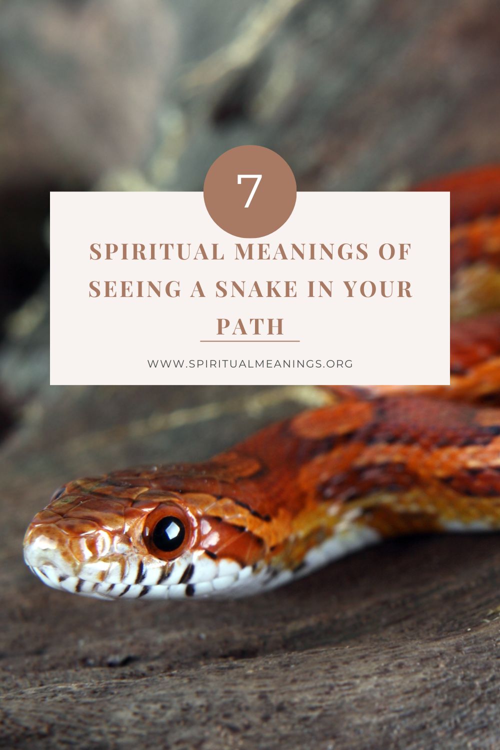 Spiritual Meanings of Seeing a Snake in Your Path