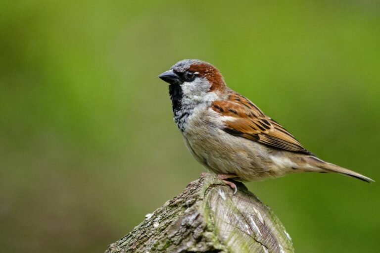 9 Spiritual Meanings of Seeing a Sparrow