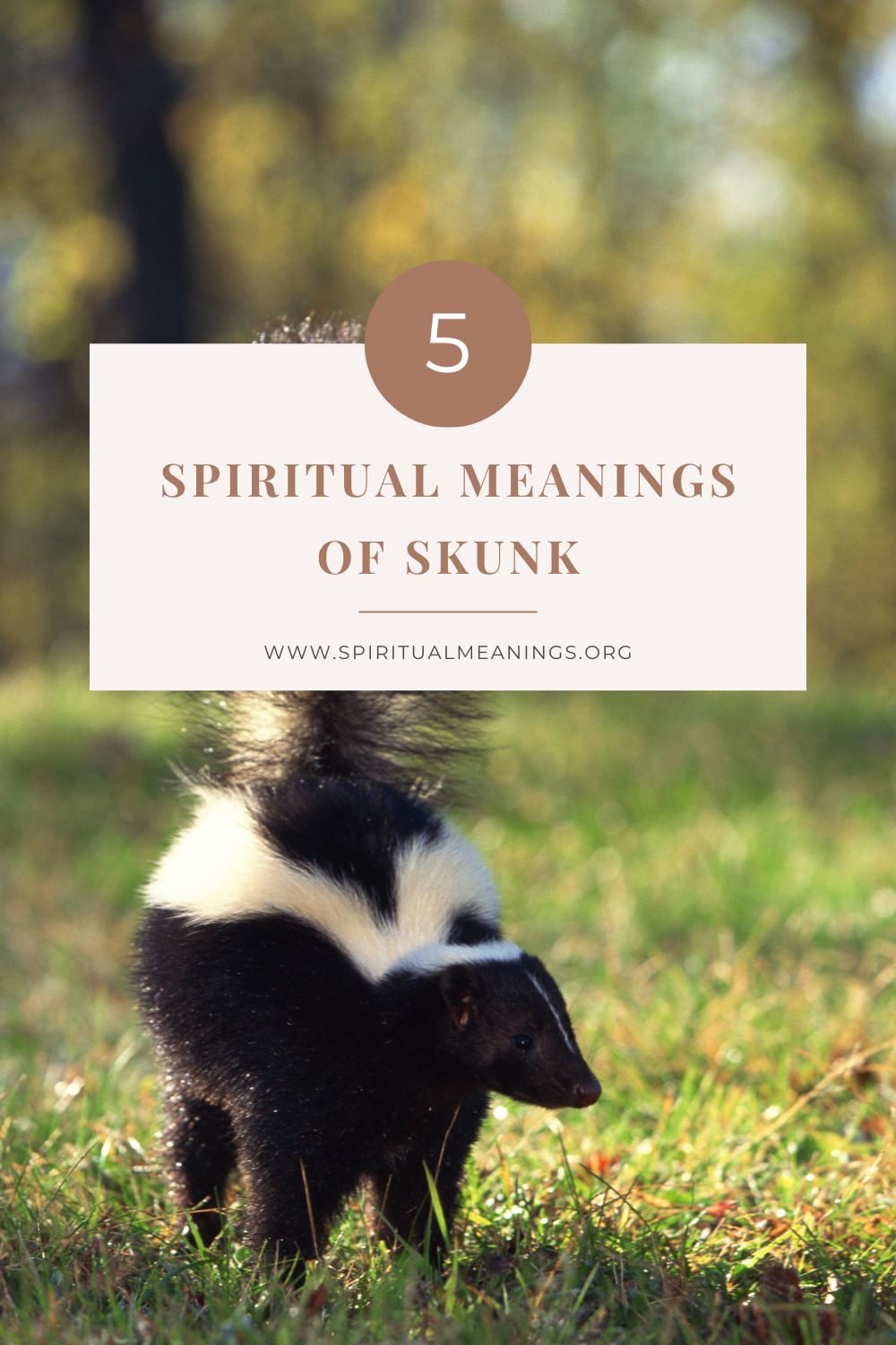 Spiritual Meanings of Skunk