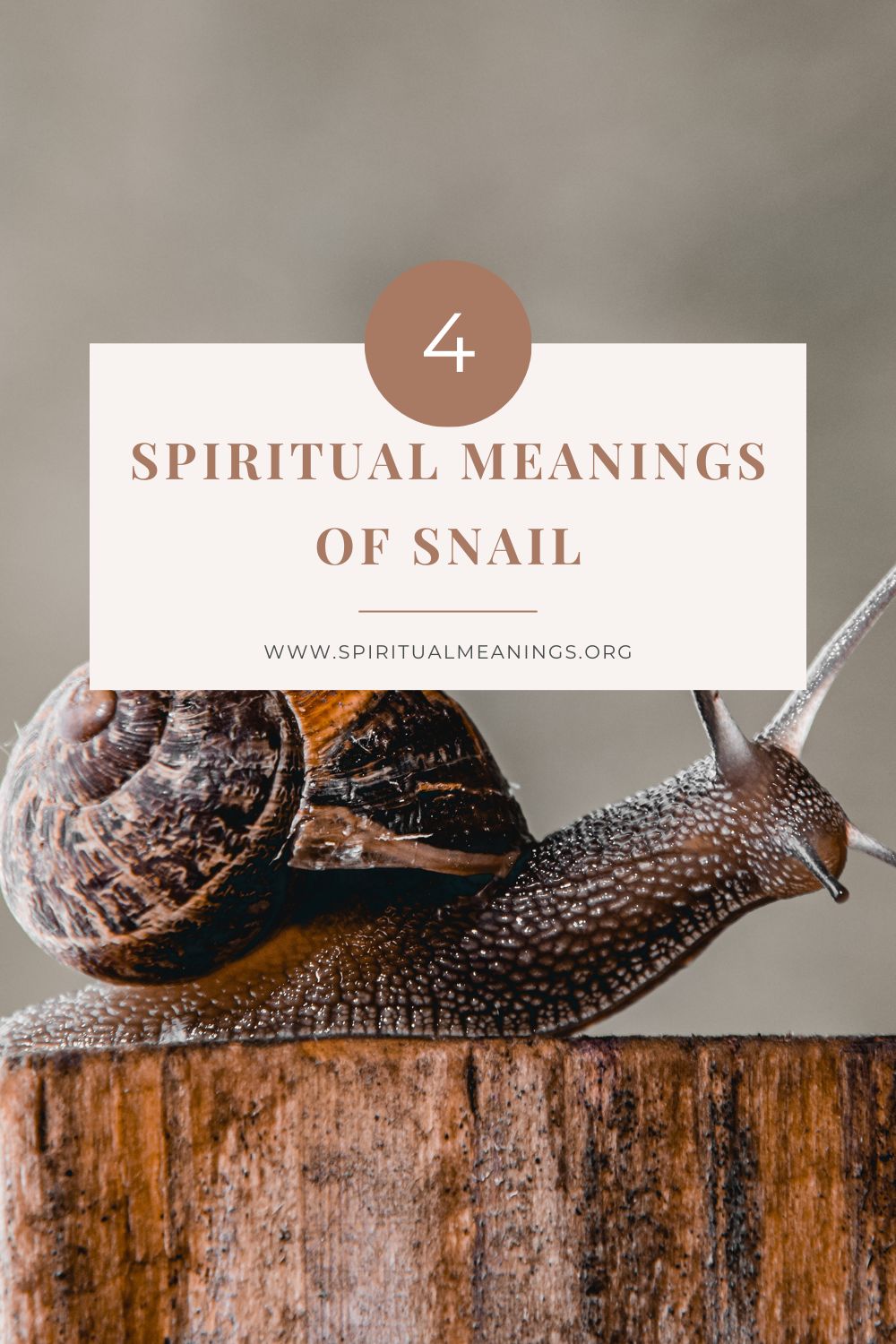 Spiritual Meanings of Snail