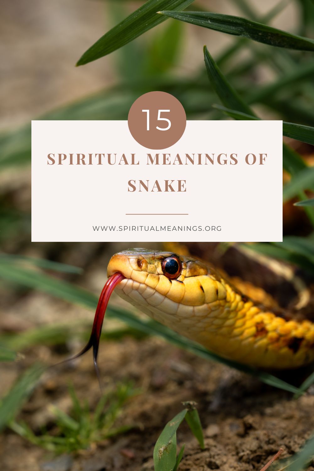 Spiritual Meanings of Snake
