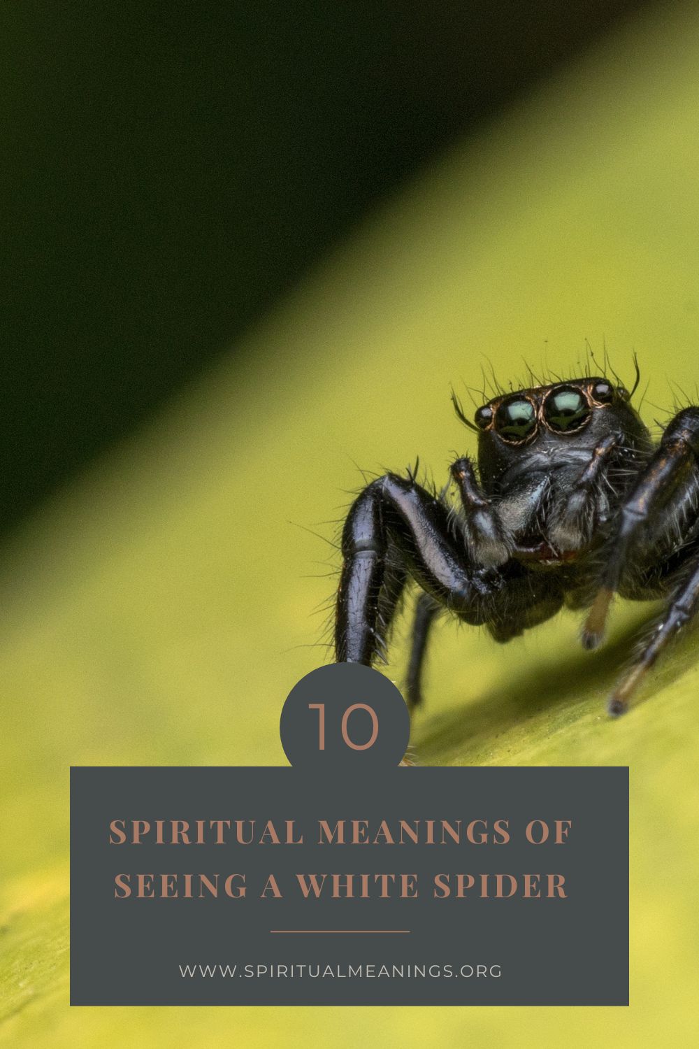 Spiritual Meanings of Spiders by Their Color