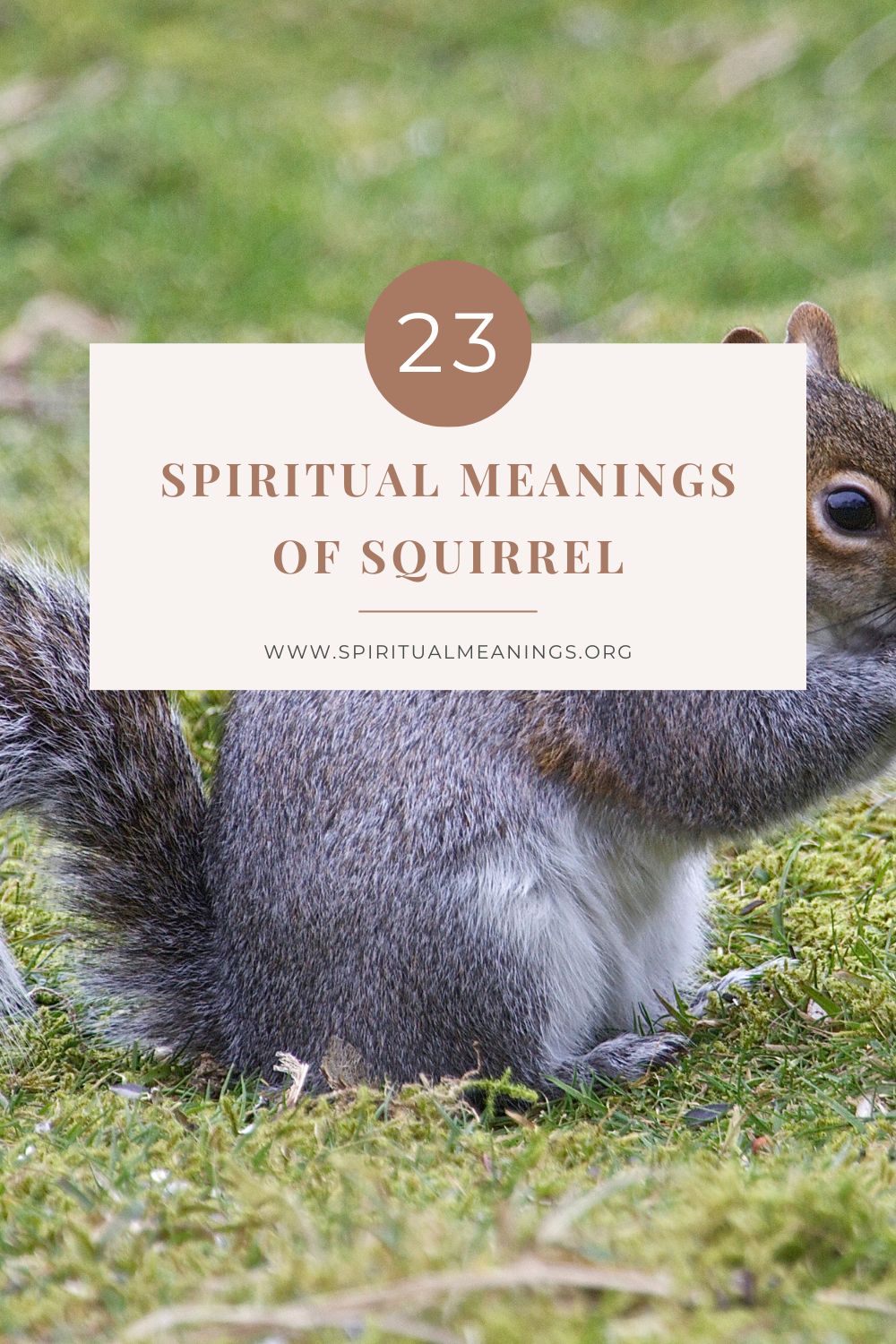  Spiritual Meanings of Squirrel