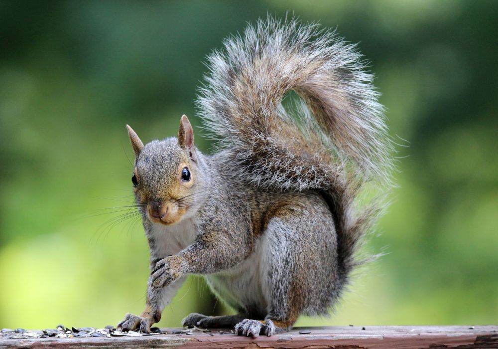 Spiritual Meanings of Squirrel