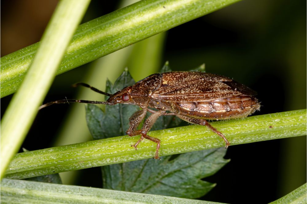 Spiritual Meanings of Stink Bug