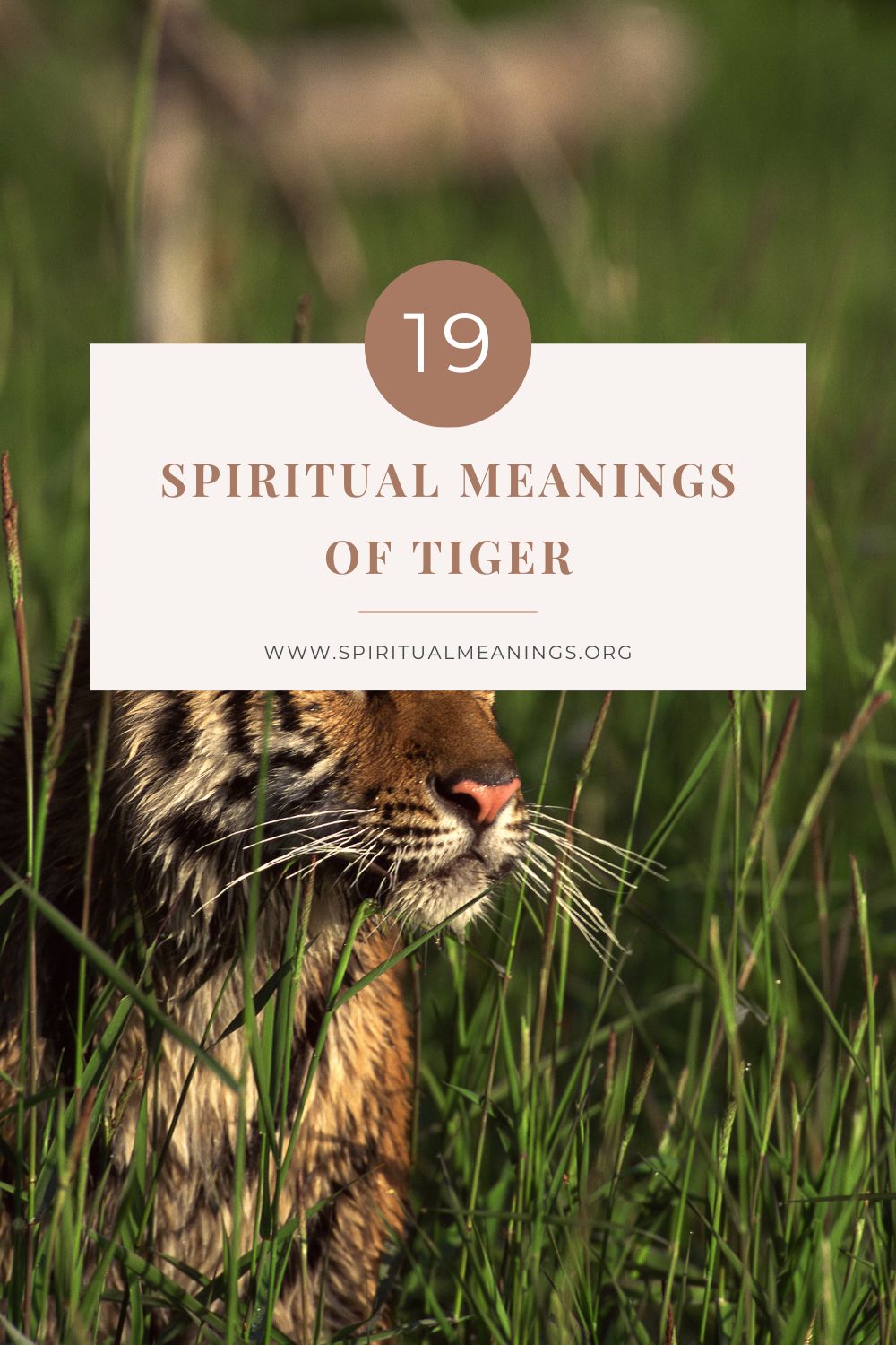 19 Spiritual Meanings of Tiger