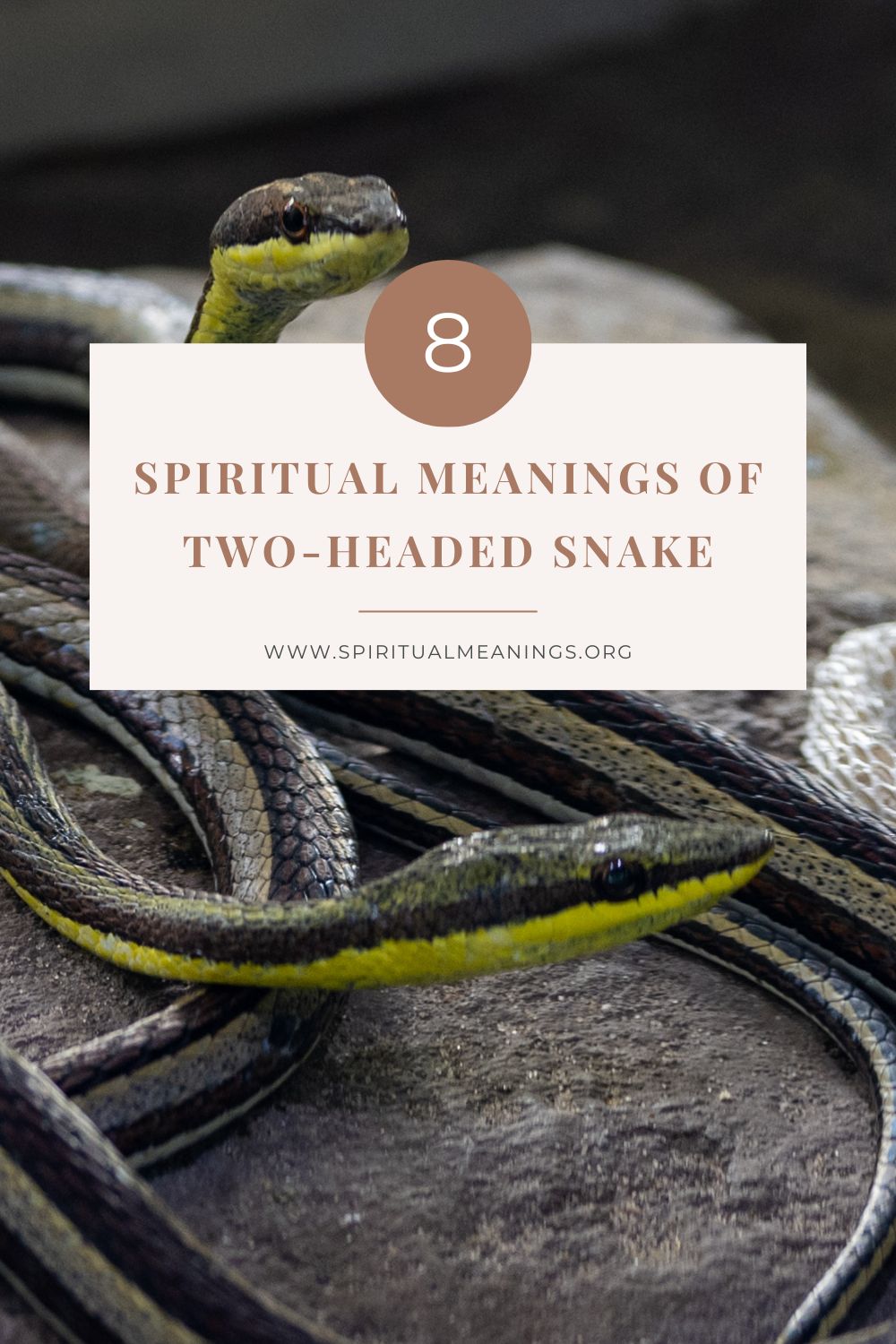 Spiritual Meanings of Two-Headed Snake