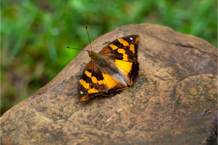 10 Spiritual Meanings of Yellow and Black Butterfly
