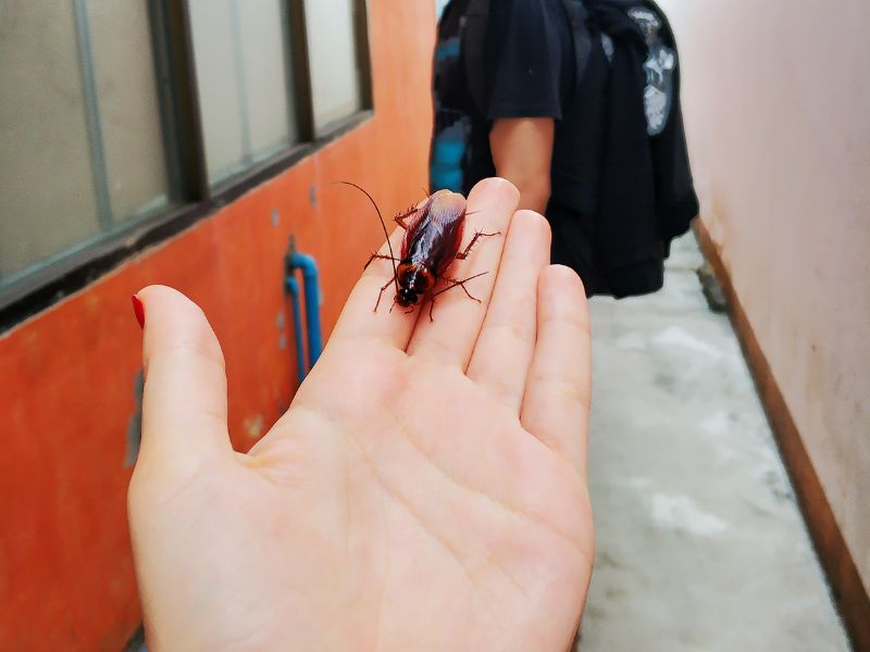 Spiritual Meanings of a Cockroach Crawling on You
