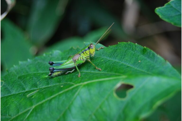 12 Spiritual Meanings of a Grasshopper (Symbolism)