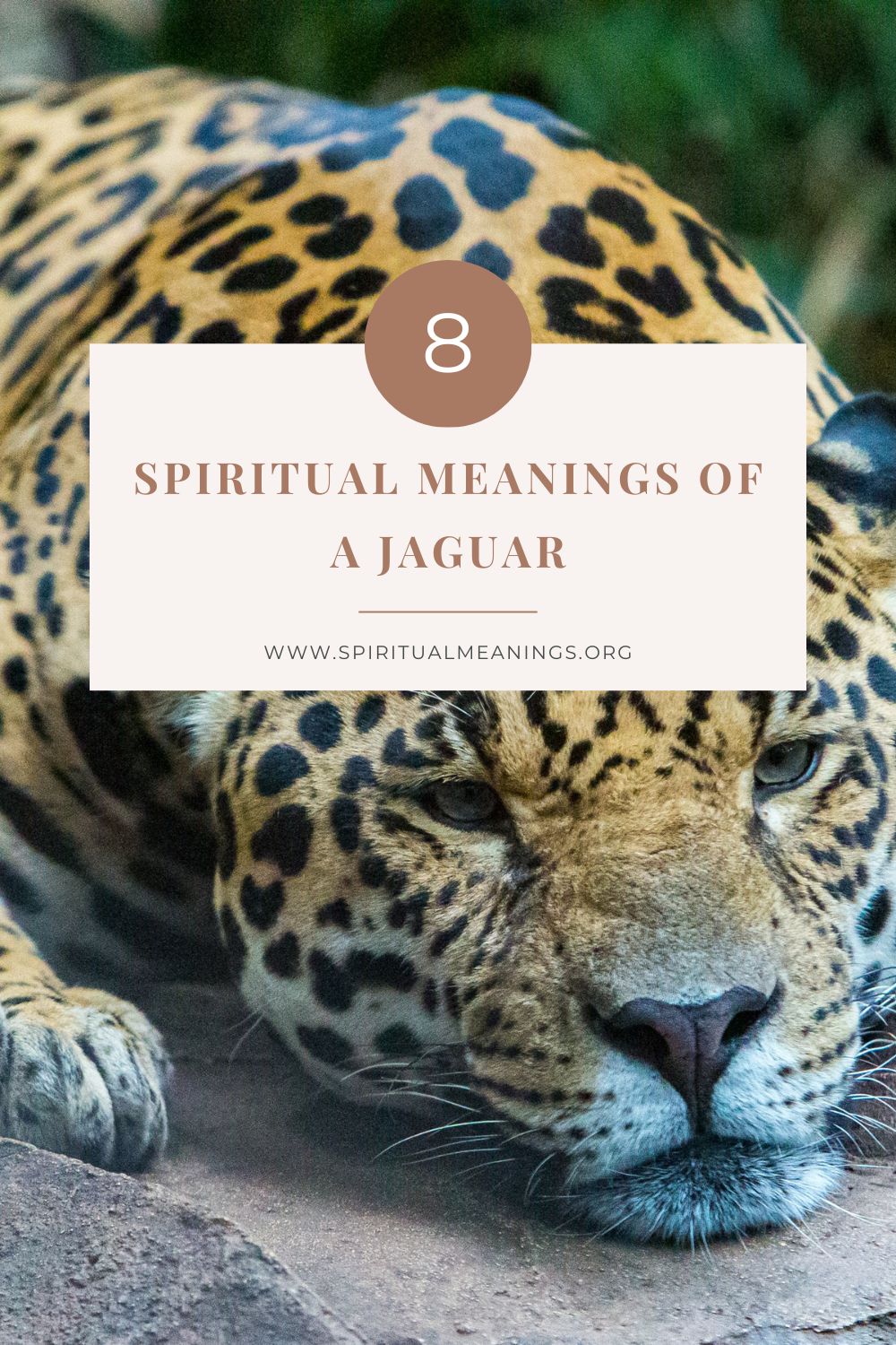 Spiritual Meanings of a Jaguar