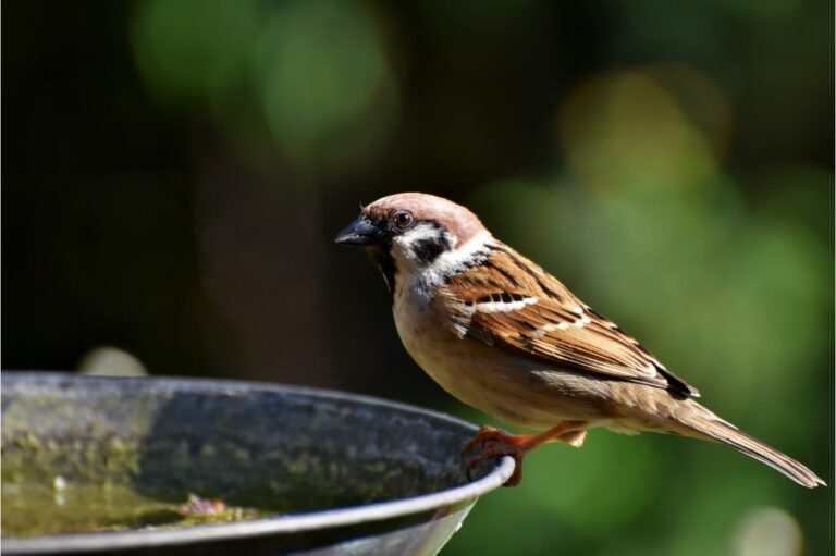 9 Spiritual Meanings of a Sparrow Visiting You