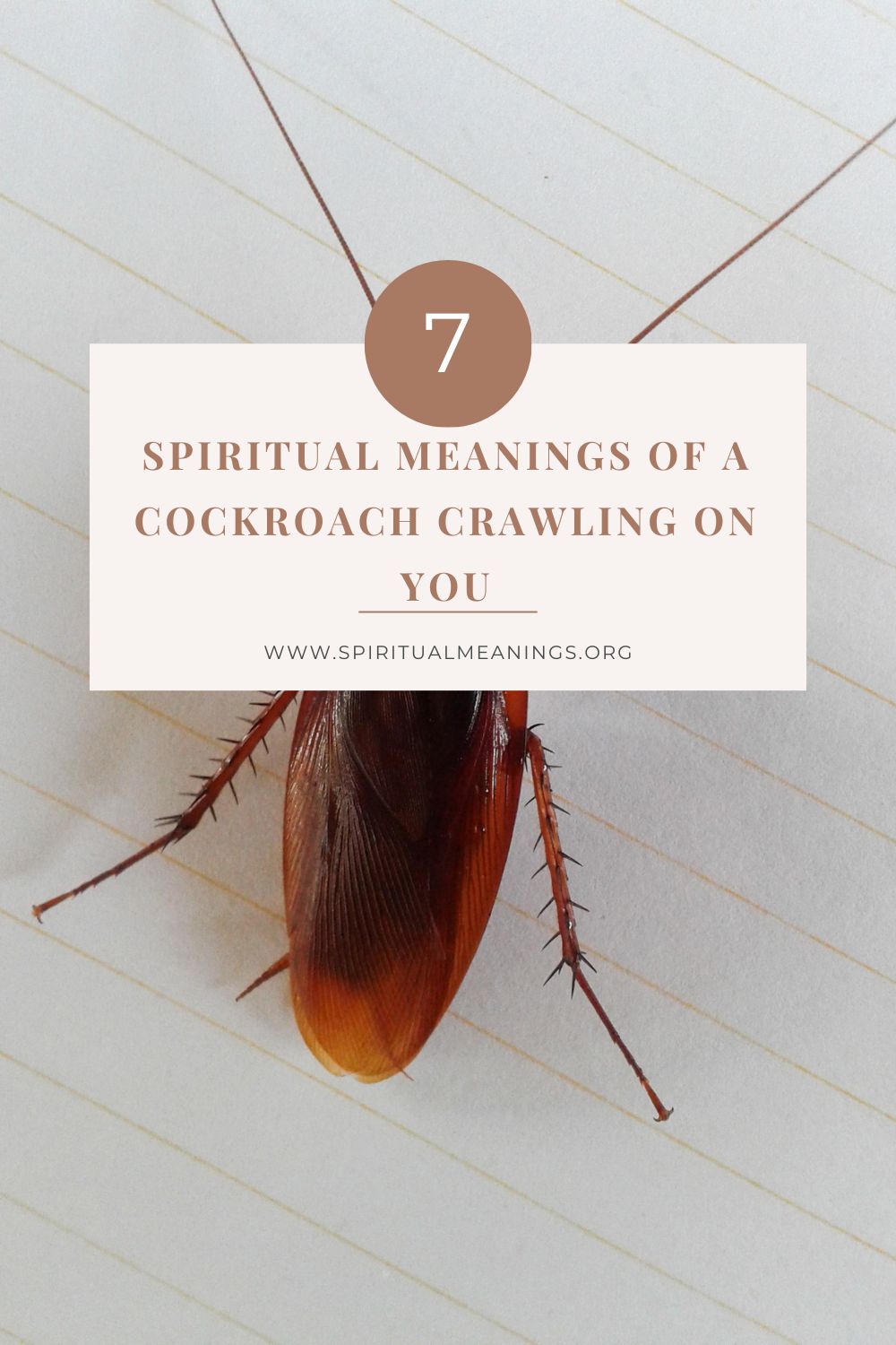 Spiritual Meanings of the Cockroach