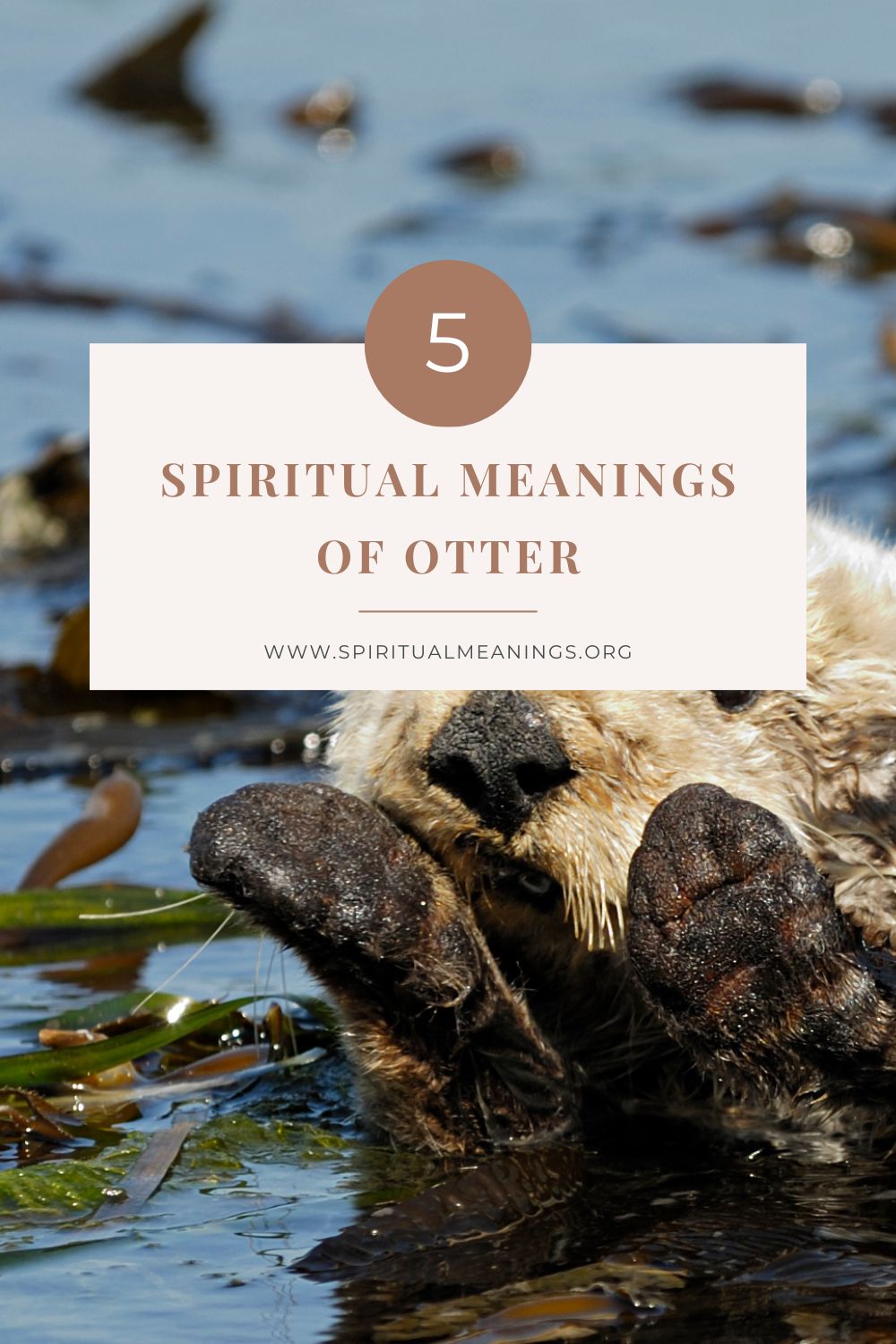 5 Spiritual Meanings of Otter
