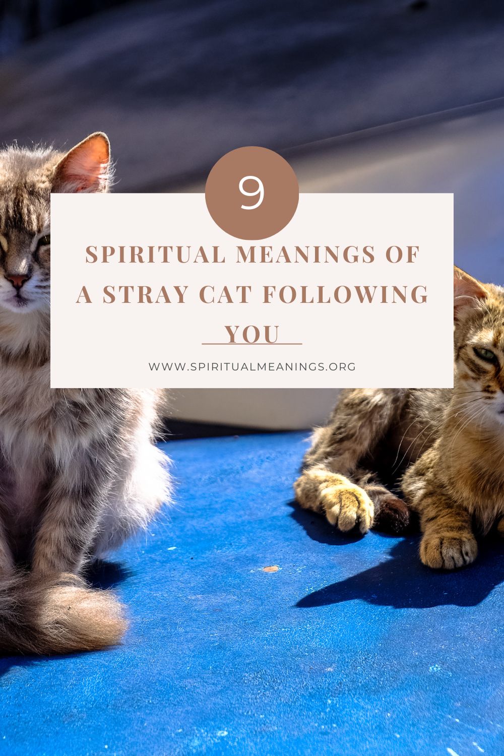 Spiritual interpretation of the cat following you