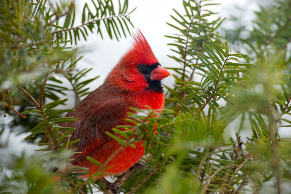 Spiritual meanings of seeing a cardinal