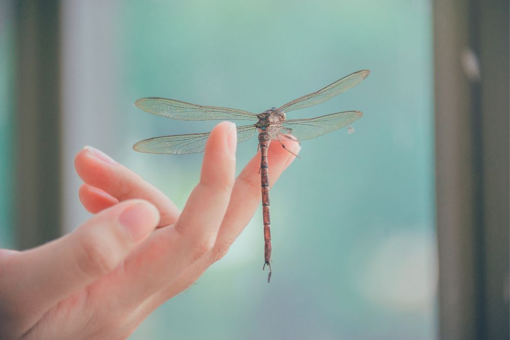 Spiritual meanings of seeing a dragonfly in real life or in your dreams