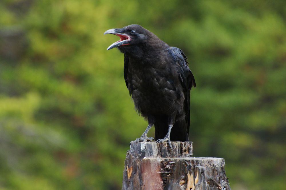 Spiritual meanings when you see Black crows