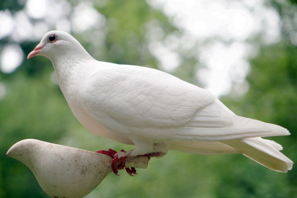 Spiritual meanings when you see a dove