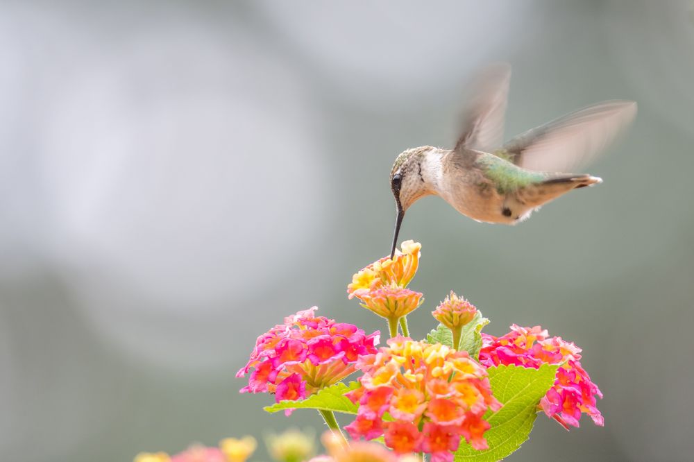 Spiritual meanings when you see a hummingbird