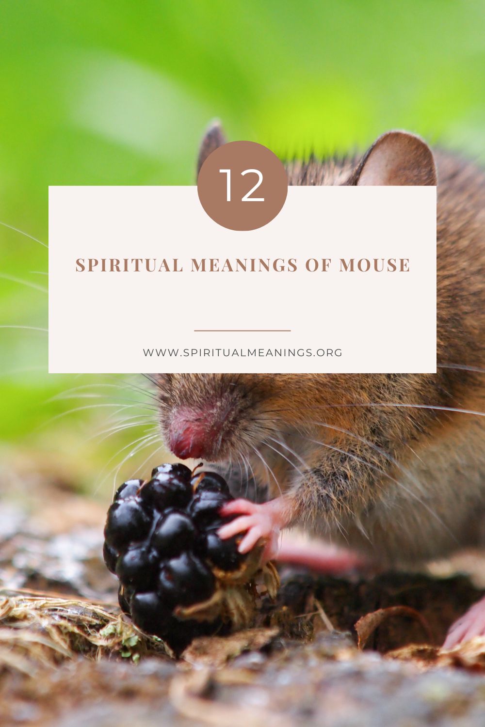 Summary: Mouse Symbolism and Spiritual Meaning