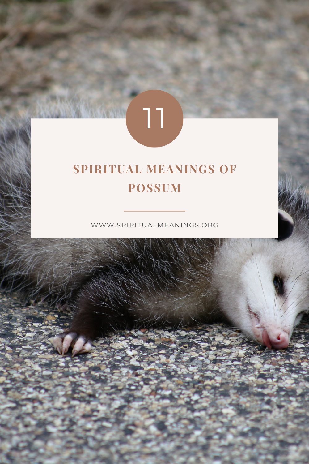 Summary: Possum Symbolism and Spiritual Meaning