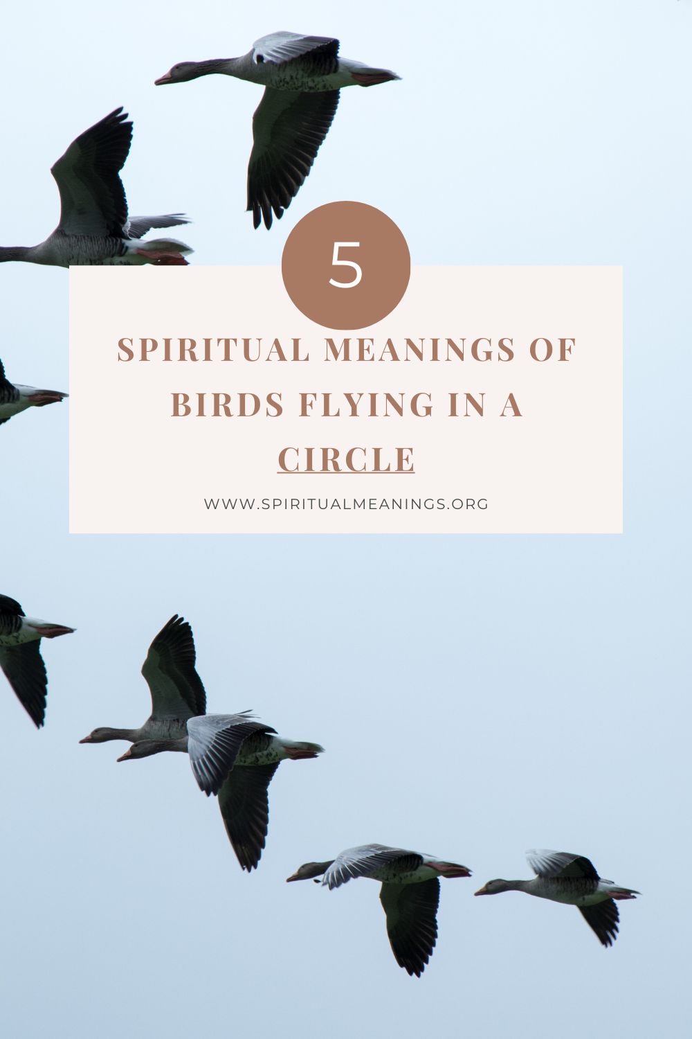 Symbolism And Spiritual Meanings Of Birds Flying In Circles