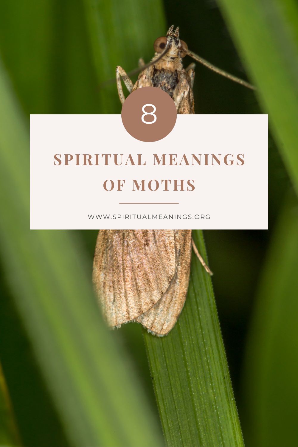The Characteristics of Moths