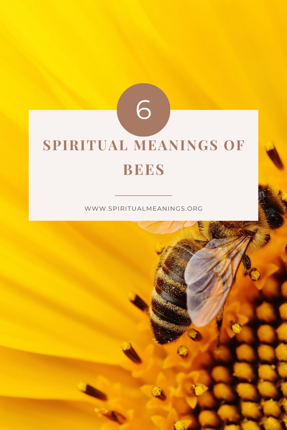 The Many Spiritual Meanings of Bees