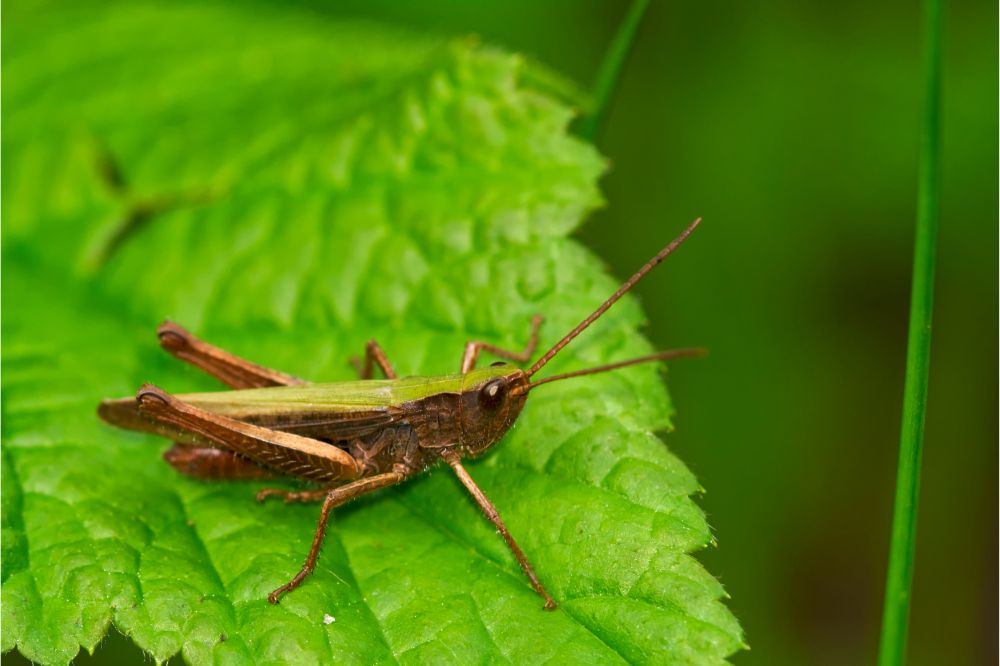 The Modern Spiritual Meanings of Grasshoppers
