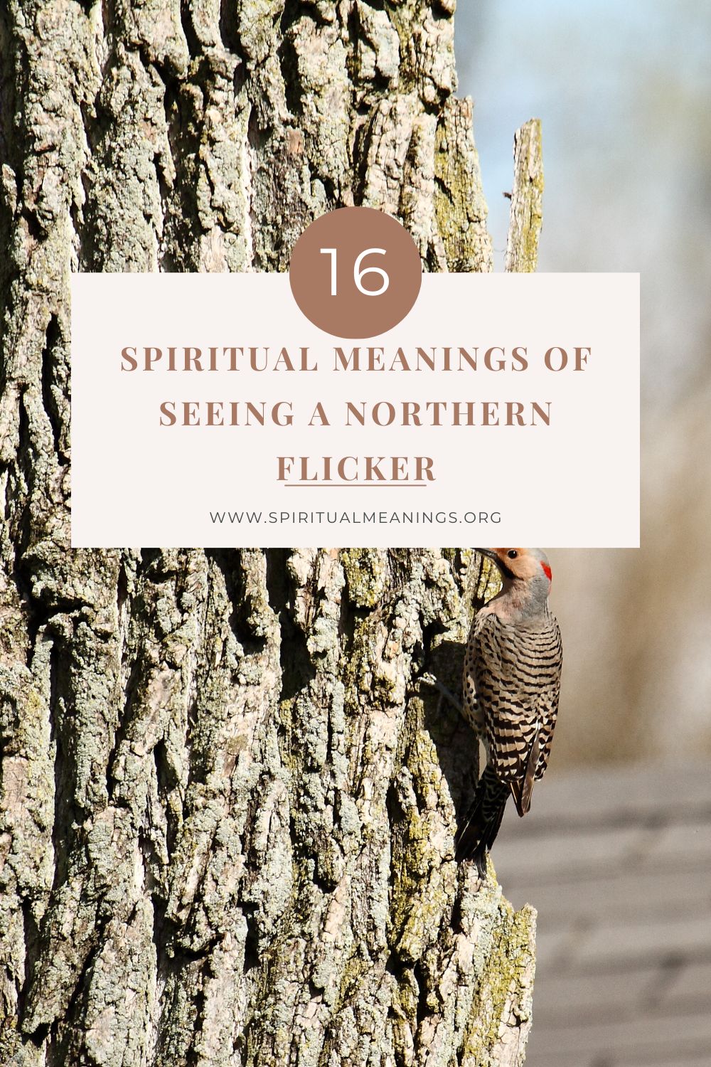 The Northern Flickers And Their Spiritual Meanings