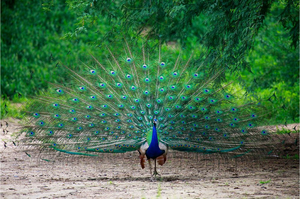 The Peacock as a Totem Animal (Spiritual Meaning)