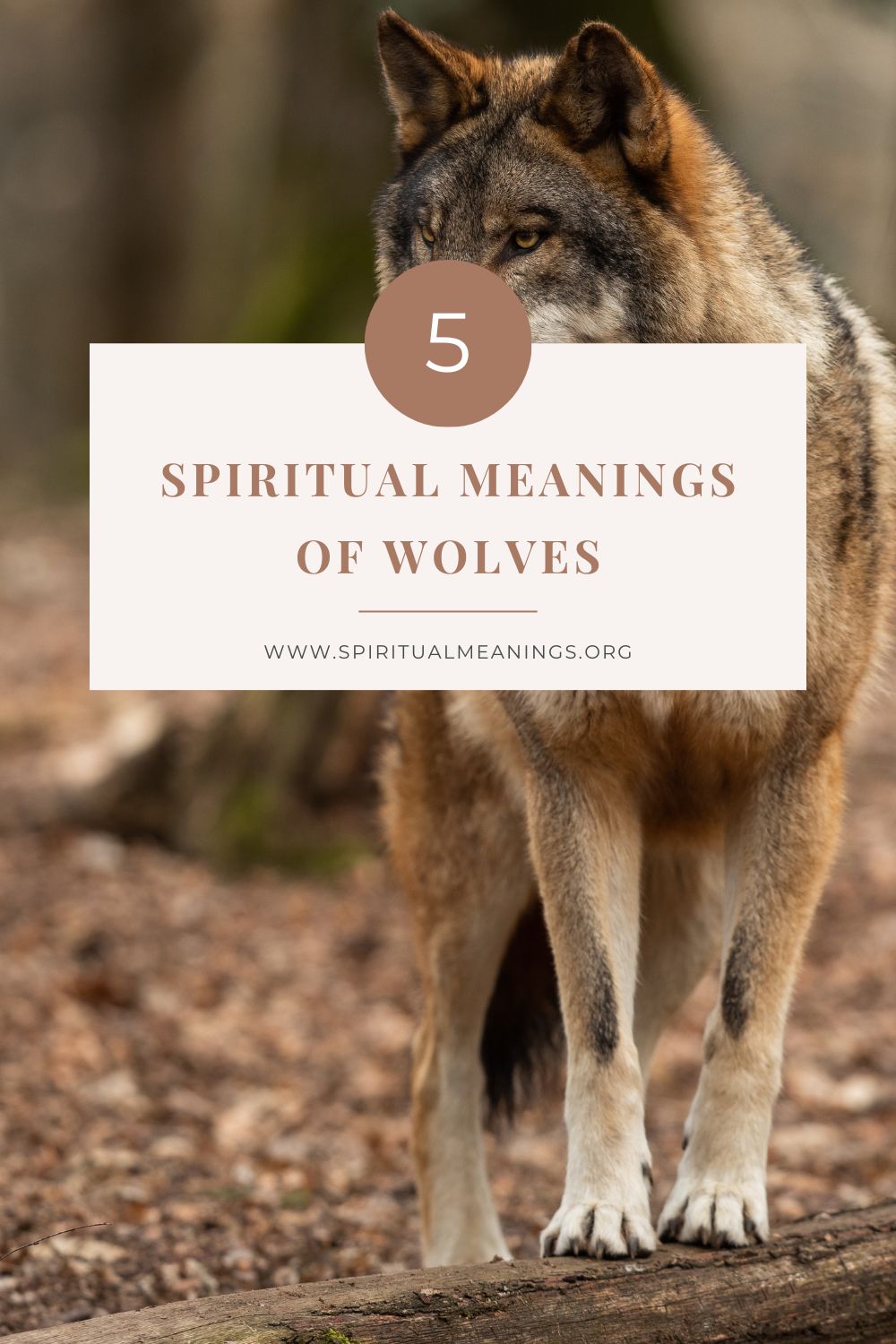 The Powerful Spiritual Meaning of Wolves