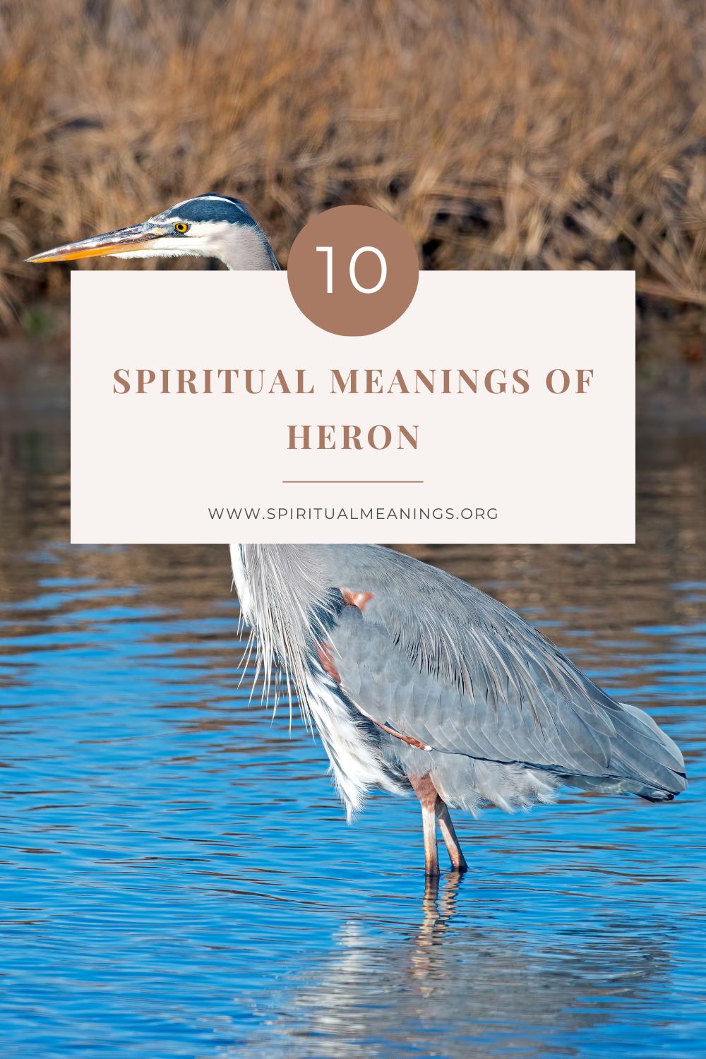 The Rich Symbolism of Herons